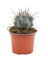 Cactos globosos