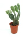 Opuntia (cactus Mickey Mouse)