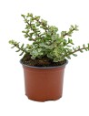 Portulacaria