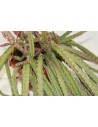 Rhipsalis