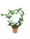 Hoyas e stephanotis