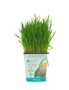 Herba para a animals de companyia
