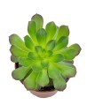 Aeonium