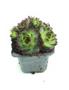 Sempervivum