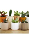 Plantes per a celebracions