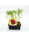 Plante de poivrons doux