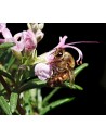 Plantes auxiliaires pour vergers et arbres fruitiers