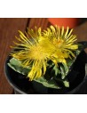 Faucaria