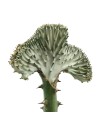 Cactus injertados