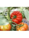Tomate professionnelle