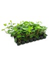 Planta ornamental en semillero