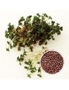 Microgreens profissional