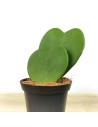 Hoya Kerrii