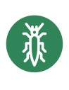 Thrips