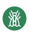 Psila