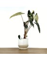 Plantes úniques