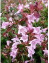 Abelia