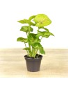 Syngonium