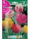 Bulbos de tulipa