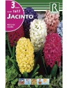 Bulbes de jacinthe
