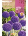 Bulbes d'allium