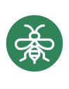 Avispa