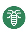 Pulgón