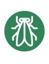 Mosca blanca