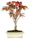 Bonsai Exterior