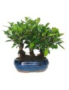 Bonsai interno