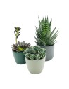 Cactus y planta crasa