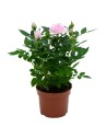 Rosers