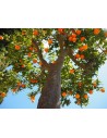 Arbres fruiters