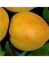 Damasco