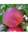 Nectarine