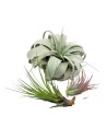 Planta d'aire o tillandsia