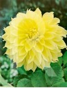 Bulbo de primavera