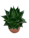 Plantes succulentes