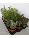 Planta aromática