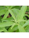 Verveine odorante