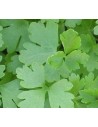 Julivert