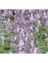 Salvia