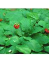 Ginseng