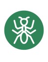Hormiga y escarabajo