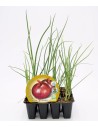 Plantel de hortícolas de raíz (zanahoria, cebolla y ajo, remolacha, puerro y rabanito)