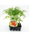 Planter de tomàquets