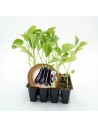 Plante d'aubergine