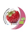 Plants de fraisiers