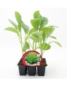 Plante de choux, choux-fleurs et brocolis