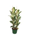 Ficus